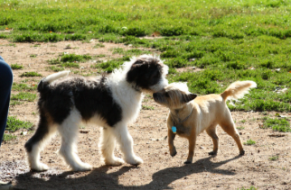 Socialization to Dogs