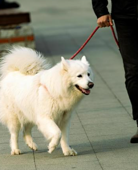 Leash Communication