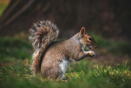 Reactivity to Small Animals