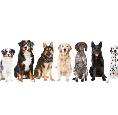 Virtual Breed Specific Training Class