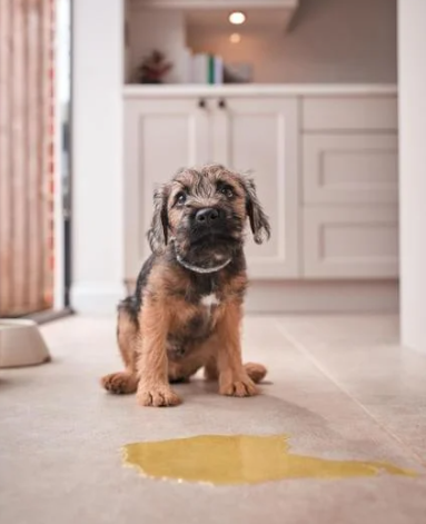 Potty training classes are ideal for new puppy pet parents and recent adopters, focusing on house breaking, recognizing cues, and establishing routines for a smooth transition. Guest 1 hour class: $75 Member 1 hour class: $65 VIP 1 hour class: $