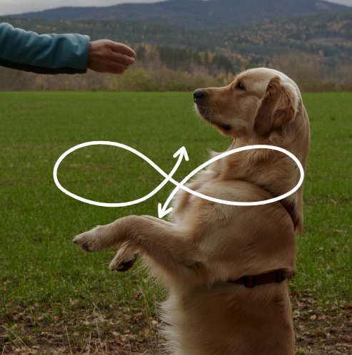 Yearly VIP includes 50 bespoke training classes, chosen by you from our complete range of specialties. You may pay for additional classes if needed. Enjoy custom coordinated, private, virtual and/or in person dog training classes with a professional.