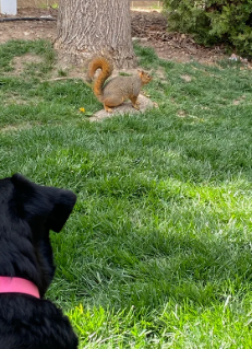 Wildlife Socialization