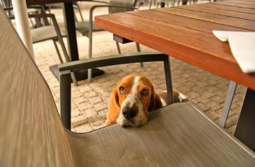 Begging