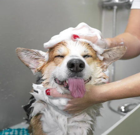 Grooming Etiquette
