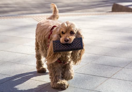 Retrieve Comfort Items