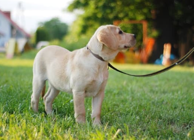 Training basic skills such as leash manners, sit, lay down, stay, impulse control and more. Guest 1 hour class: $100 Member 1 hour class:$90 VIP 1 hour class: $85 Distance fees may apply All of our training sessions are private and custom-tailor