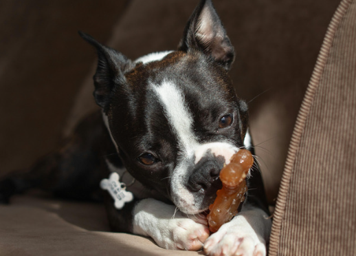 Each dog is motivated differently. We tailor rewards to what drives them most, whether it is gourmet treats, premium toys, or genuine praise, ensuring every session is engaging and effective. Be sure to inform your trainer of any allergies your cani