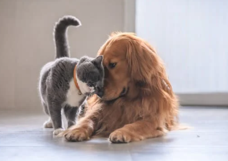 Settle Around Cats