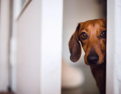 Navigating Fear Periods