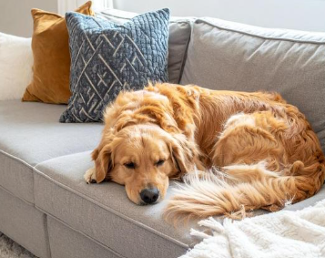 Furniture Manners