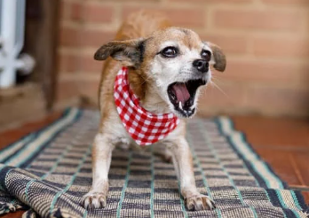 Demand Barking