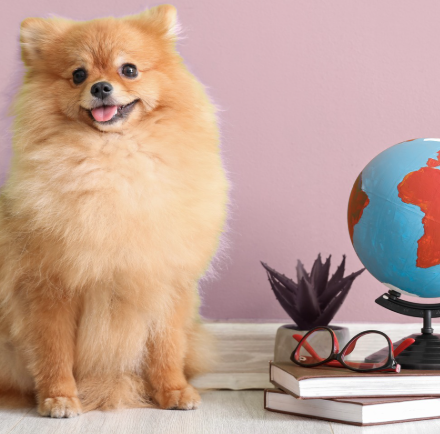 Expand your dog’s training with additional private sessions at a Member exclusive rate. Choose any class from our full selection and continue building clarity, confidence, and lasting results.