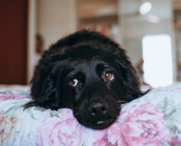 Preventing Separation Anxiety