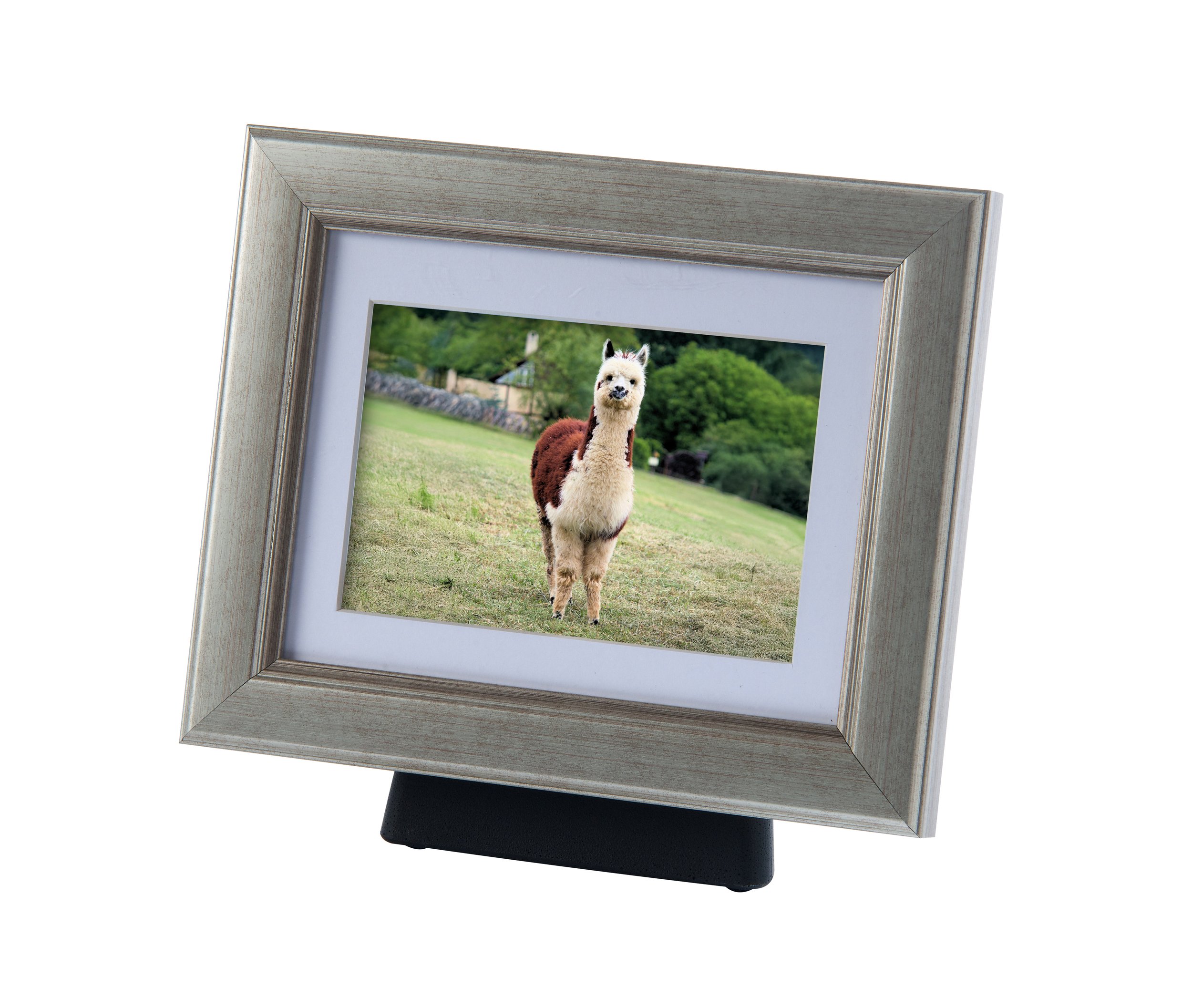 A silver frame with an Alpaca in it with ashes in the stand.