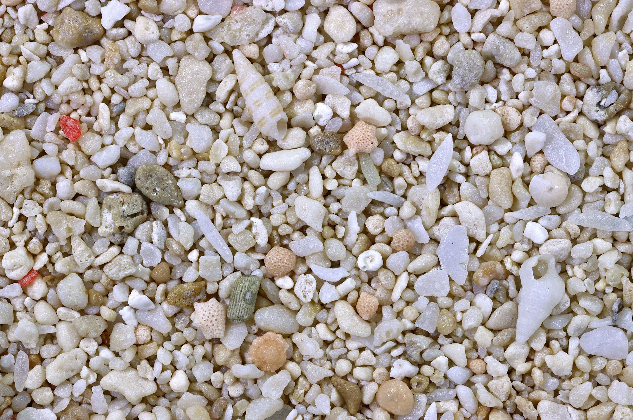 Palm Cove, Queensland, Australia