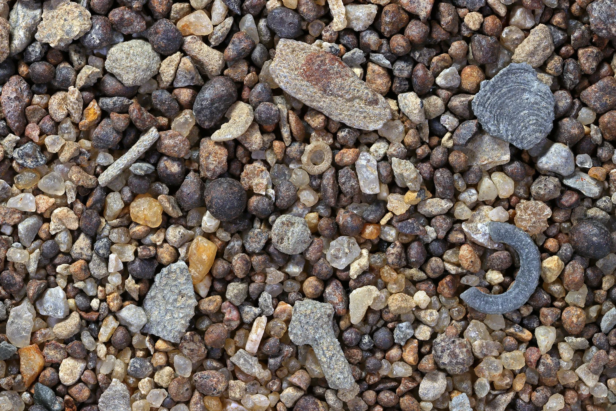 McCools Creek, Kope Formation, Carroll County, Kentucky