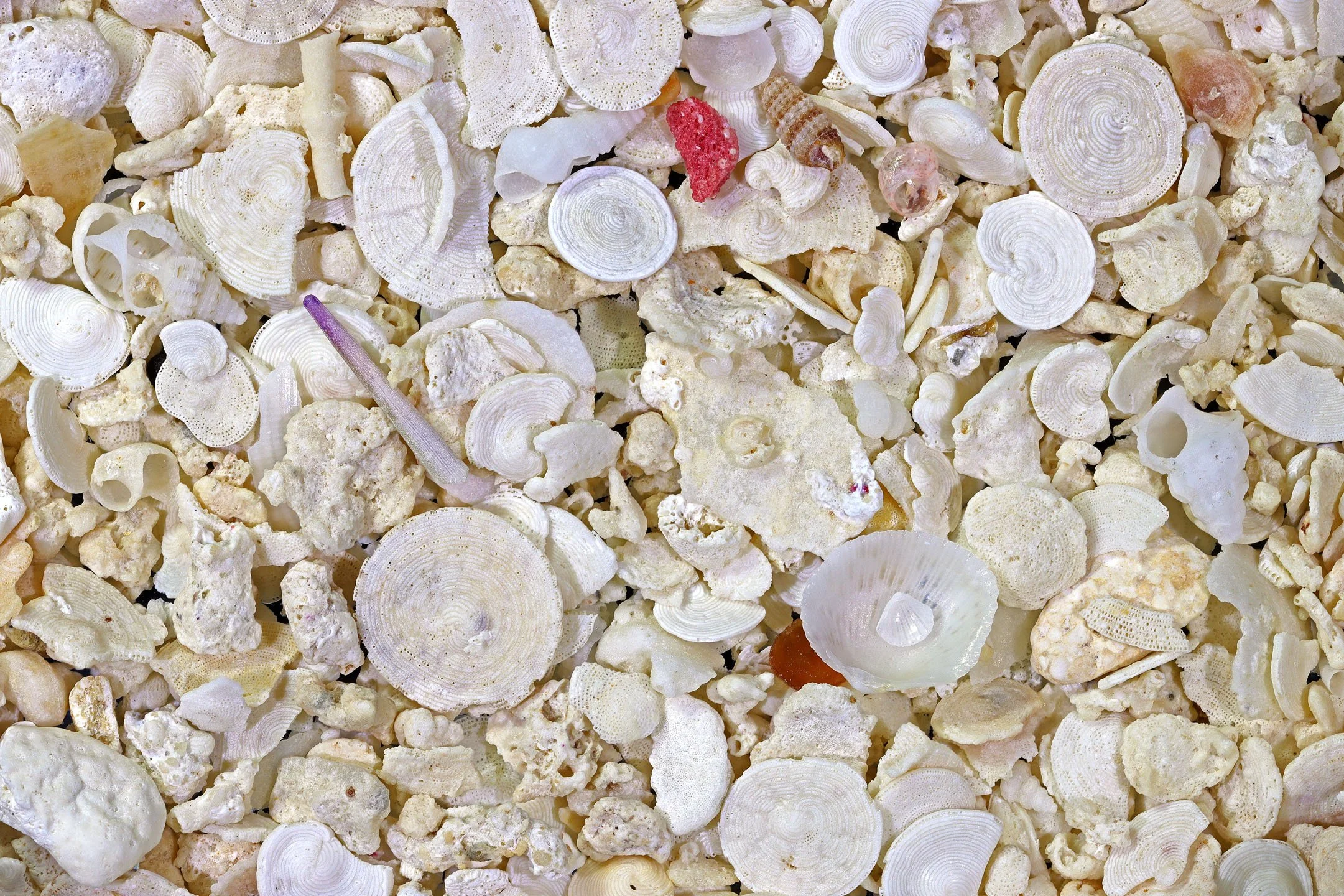Mastic Point Beach,  Andros Island, Bahamas