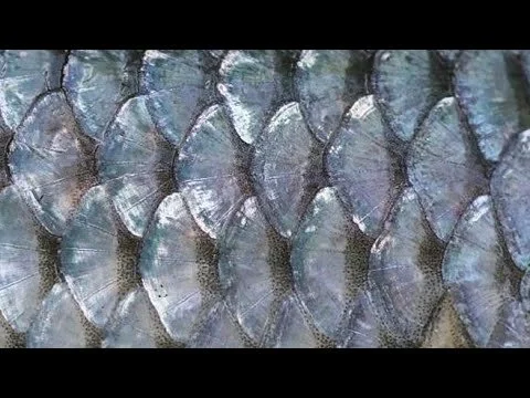 Trout Patterns