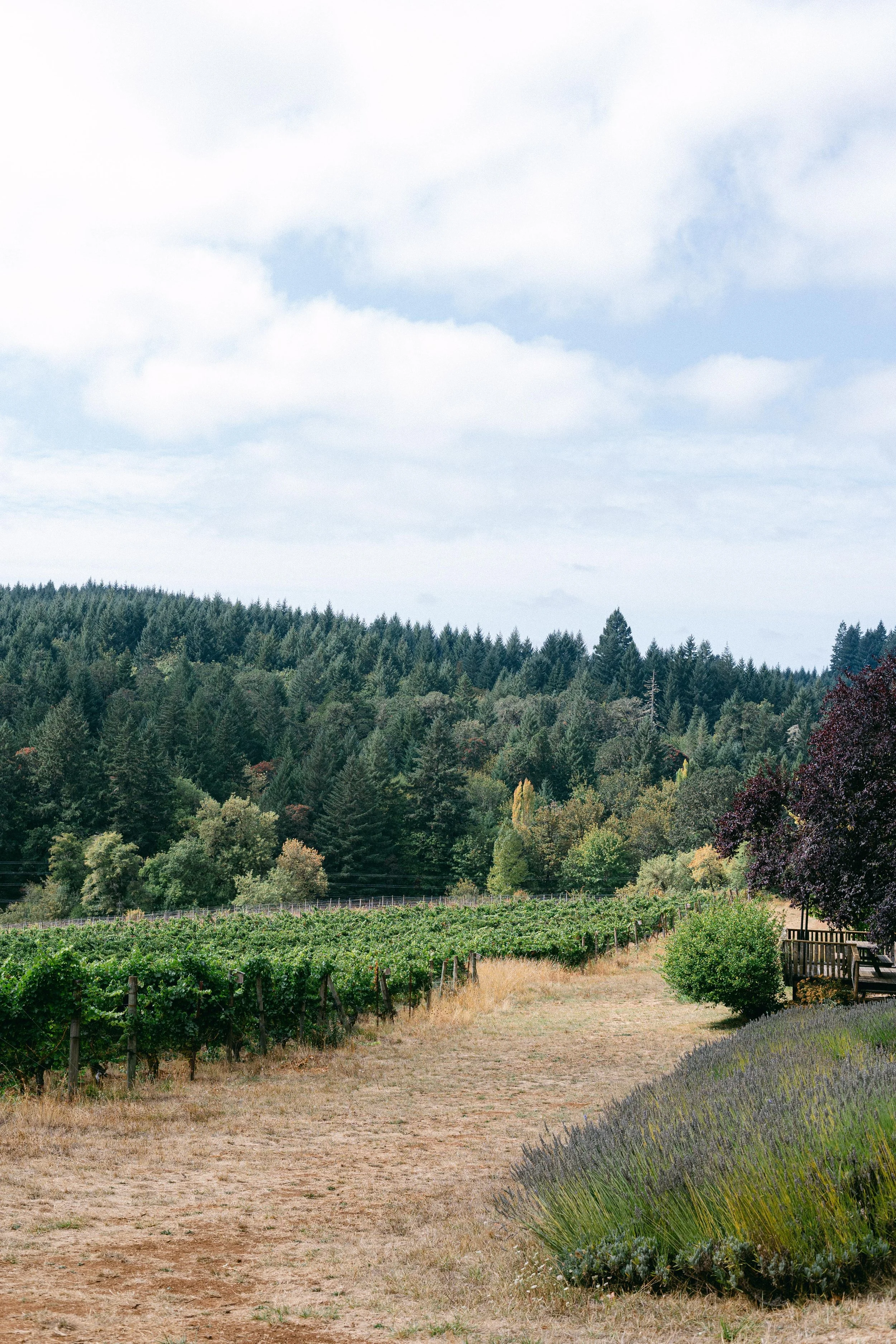 Shreves Photography-7048.jpg