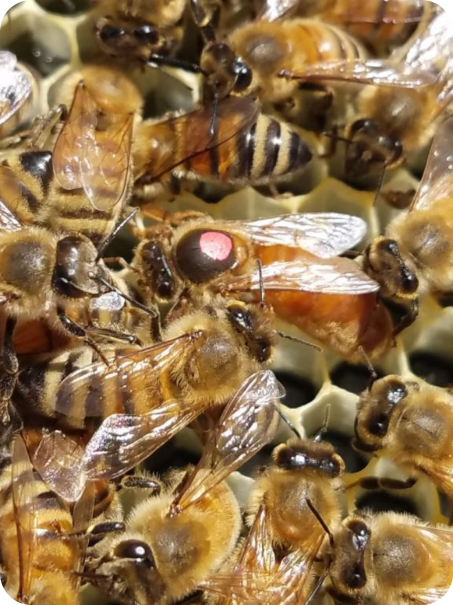 Bee Hive.png