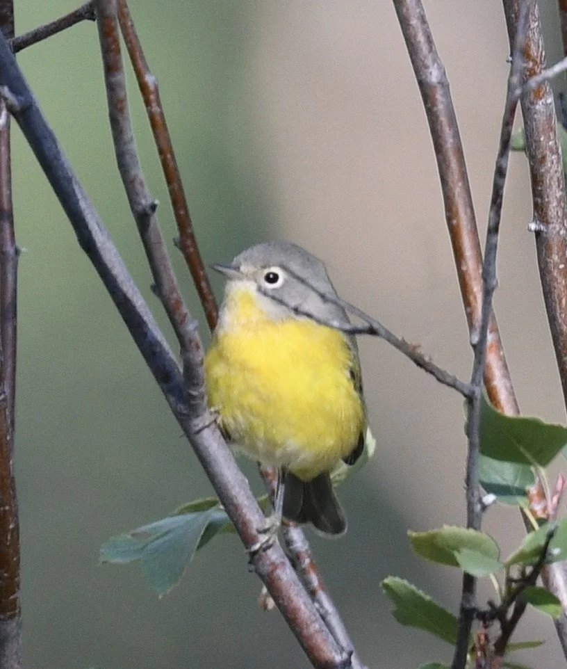 Nashville Warbler.jpeg