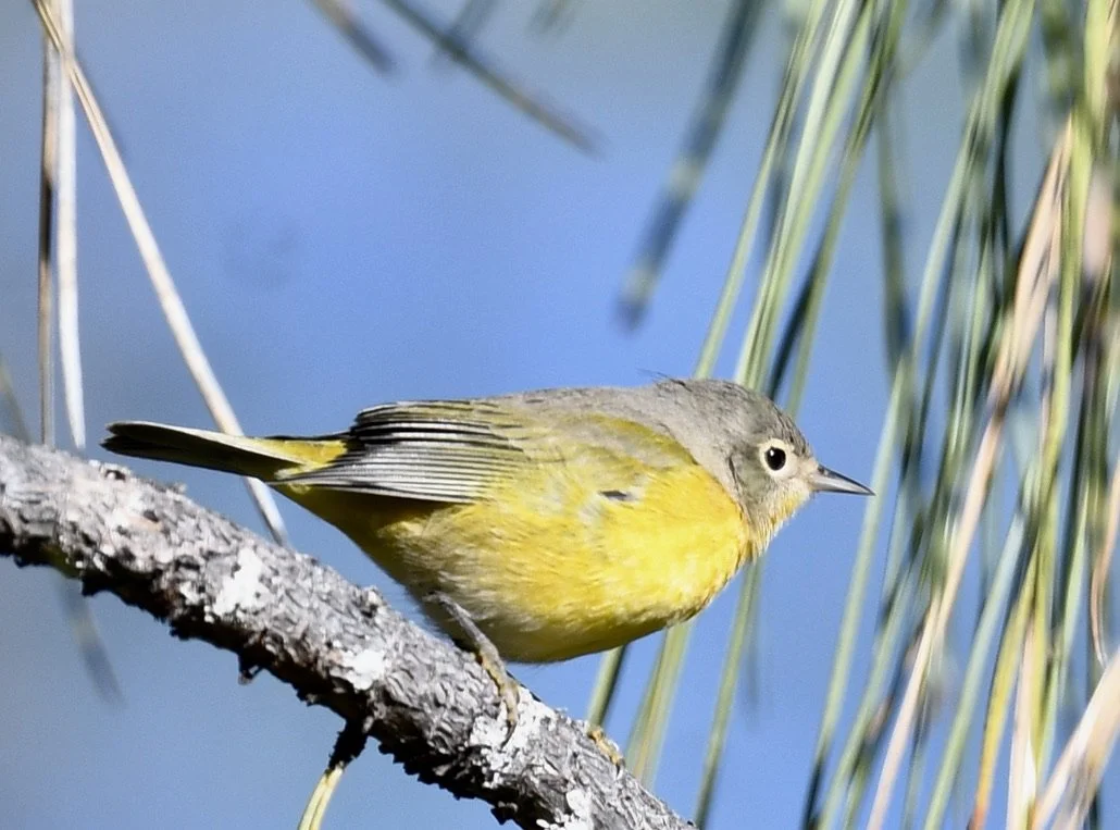 Nashville Warbler (2).jpeg