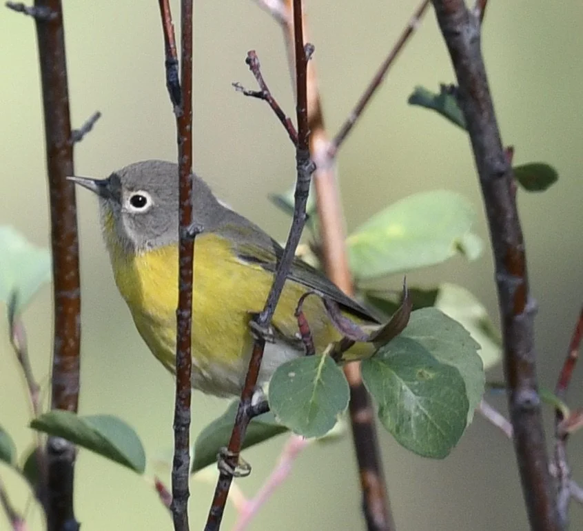 Nashville Warbler (3).jpeg