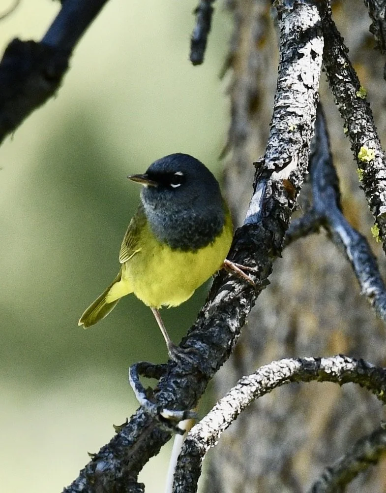 MacGillivray's Warbler (2).jpeg