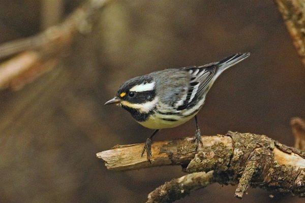Black-Throated-Grey-Warbler-Taken-by-Chuck-Gates-600x400.jpeg