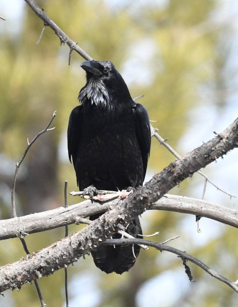 Bird Spotlight: Common Raven — Sunriver Nature Center & Observatory