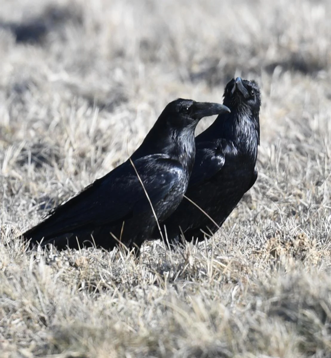 Bird Spotlight: Common Raven — Sunriver Nature Center & Observatory