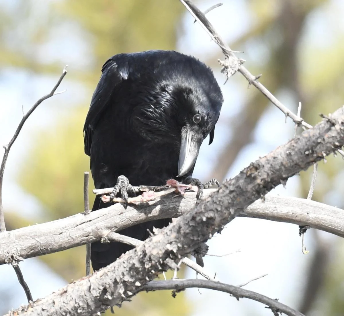 Bird Spotlight: Common Raven — Sunriver Nature Center & Observatory