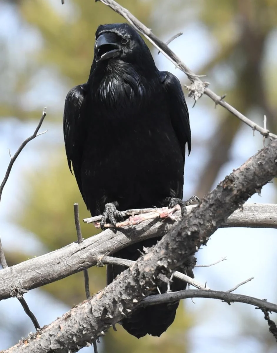 Bird Spotlight: Common Raven — Sunriver Nature Center & Observatory