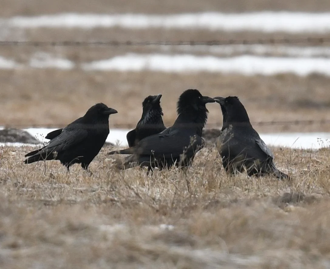 Bird Spotlight: Common Raven — Sunriver Nature Center & Observatory