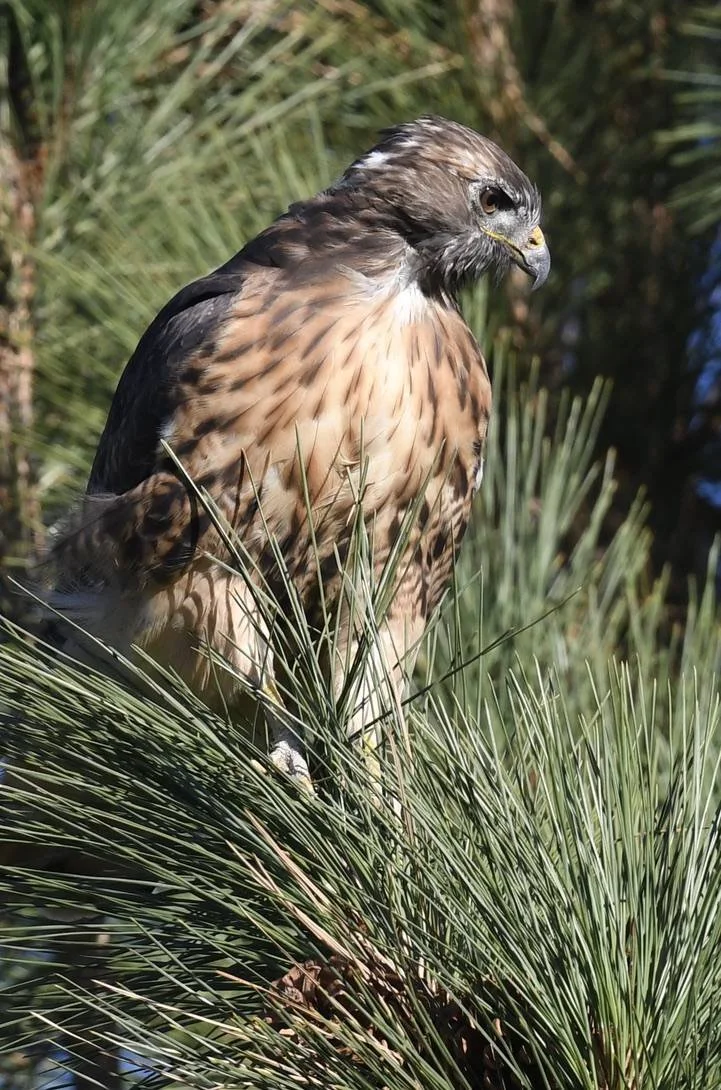 Bird Spotlight: Red-Tailed Hawk — Sunriver Nature Center & Observatory