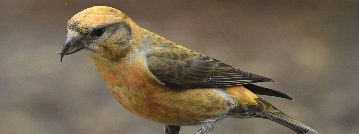 Red Crossbill (2).jpg
