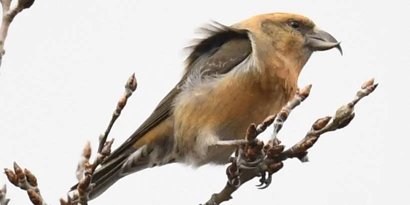 Red Crossbill.jpg
