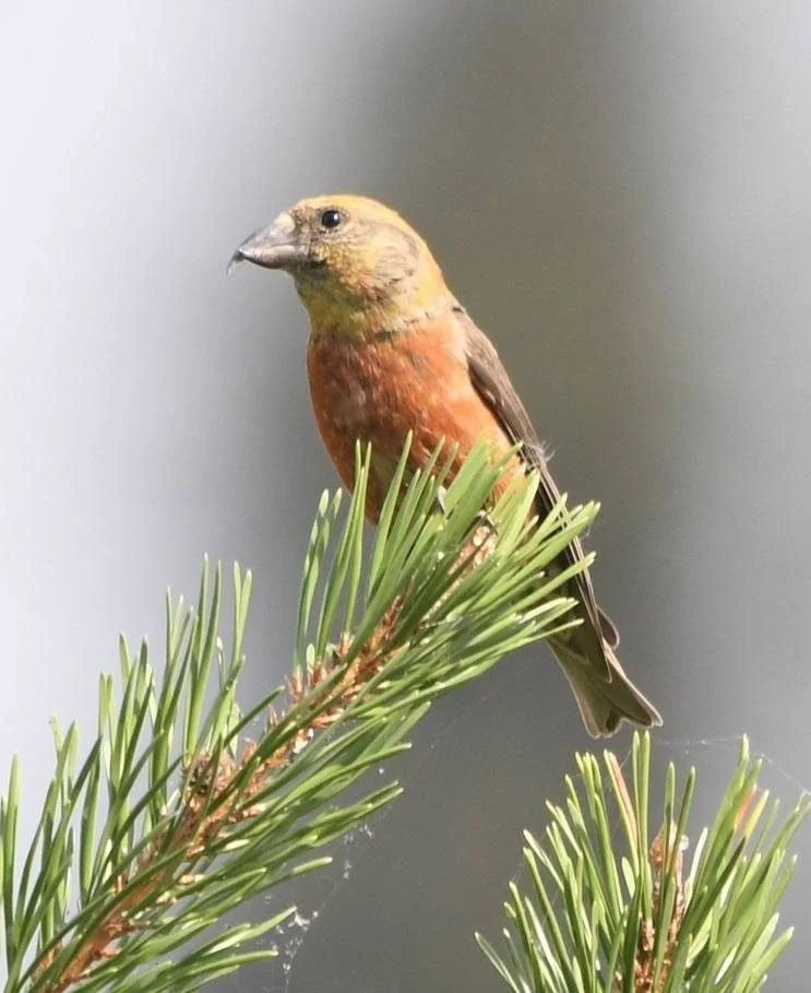 Red Crossbill (5).jpeg