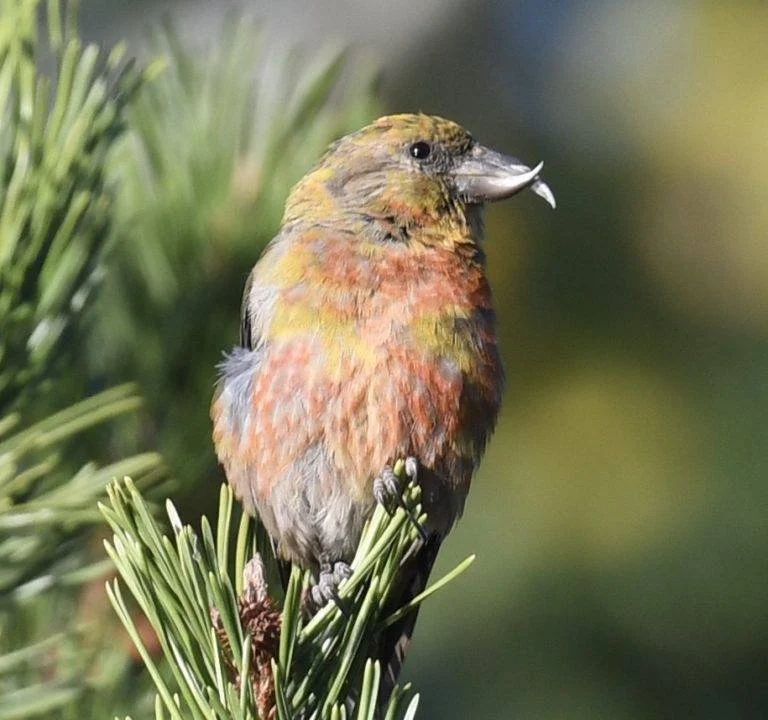 Red Crossbill (4).jpeg