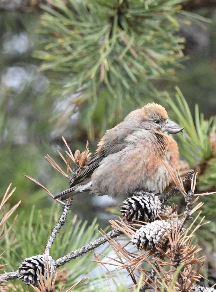 Red Crossbill (3).jpeg