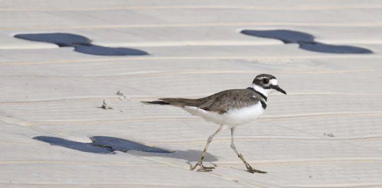 Bird Spotlight: KillDeer — Sunriver Nature Center & Observatory