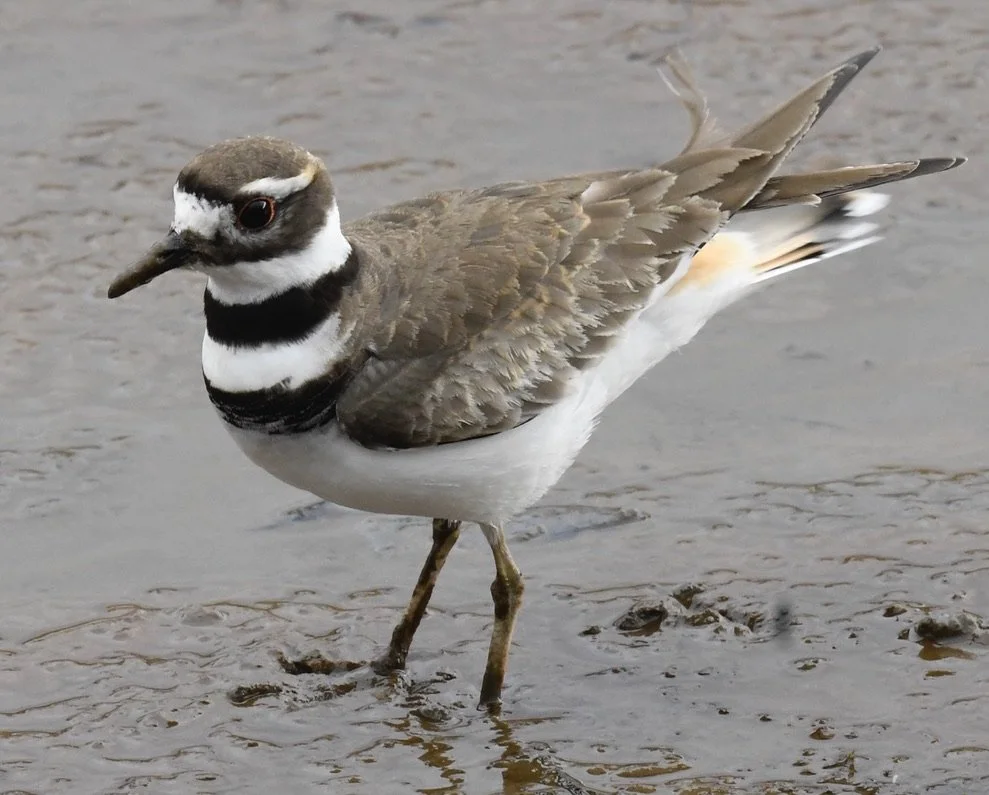 Bird Spotlight: KillDeer — Sunriver Nature Center & Observatory