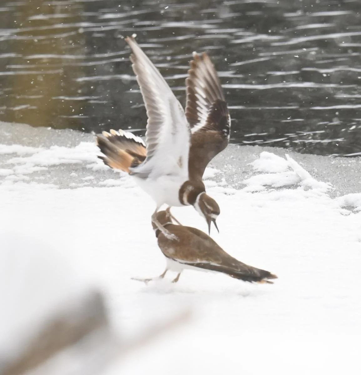 Bird Spotlight: KillDeer — Sunriver Nature Center & Observatory