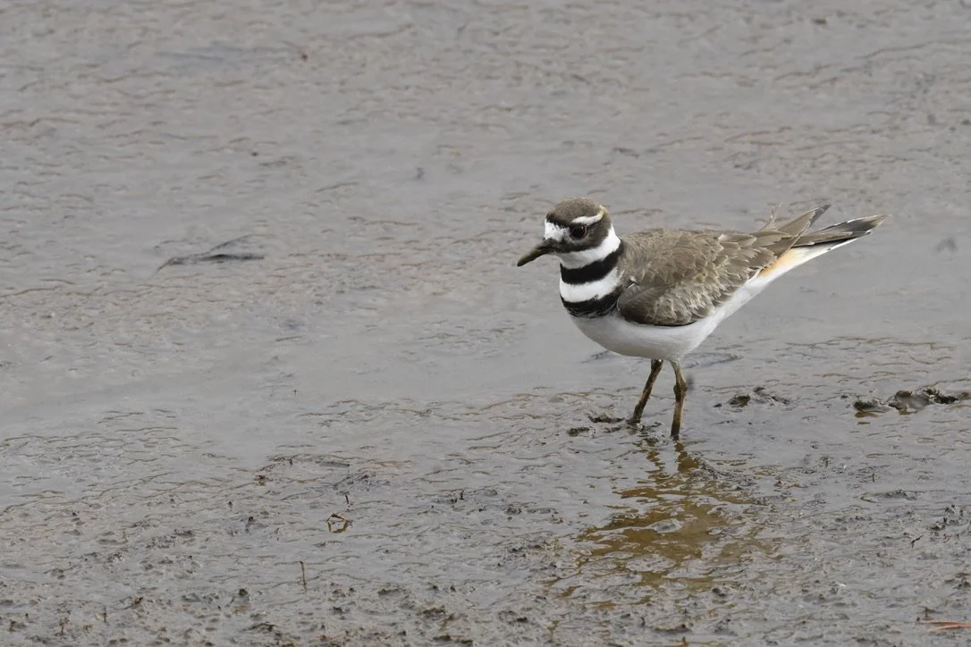 Bird Spotlight: KillDeer — Sunriver Nature Center & Observatory