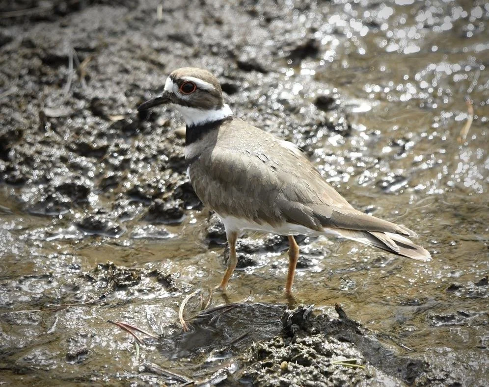 Bird Spotlight: KillDeer — Sunriver Nature Center & Observatory