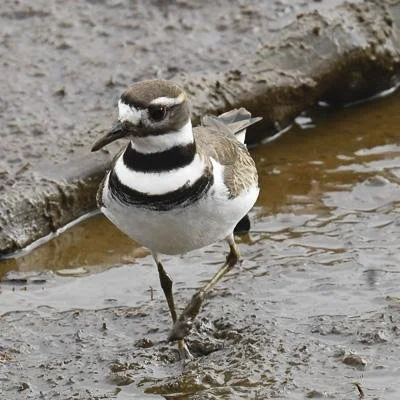 Bird Spotlight: KillDeer — Sunriver Nature Center & Observatory