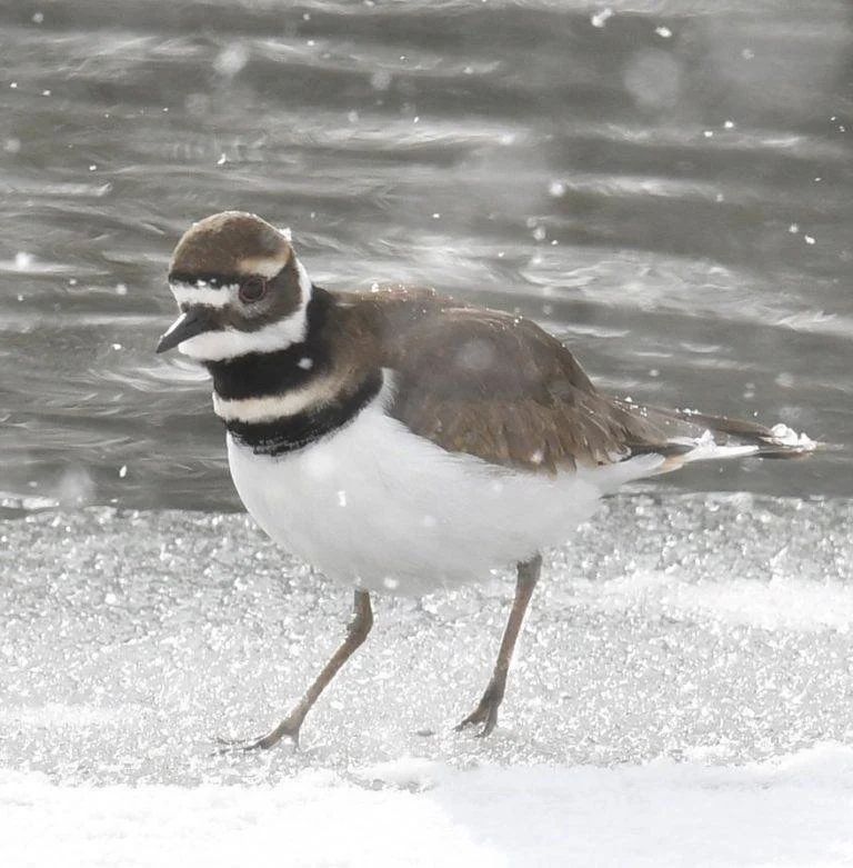 Bird Spotlight: KillDeer — Sunriver Nature Center & Observatory