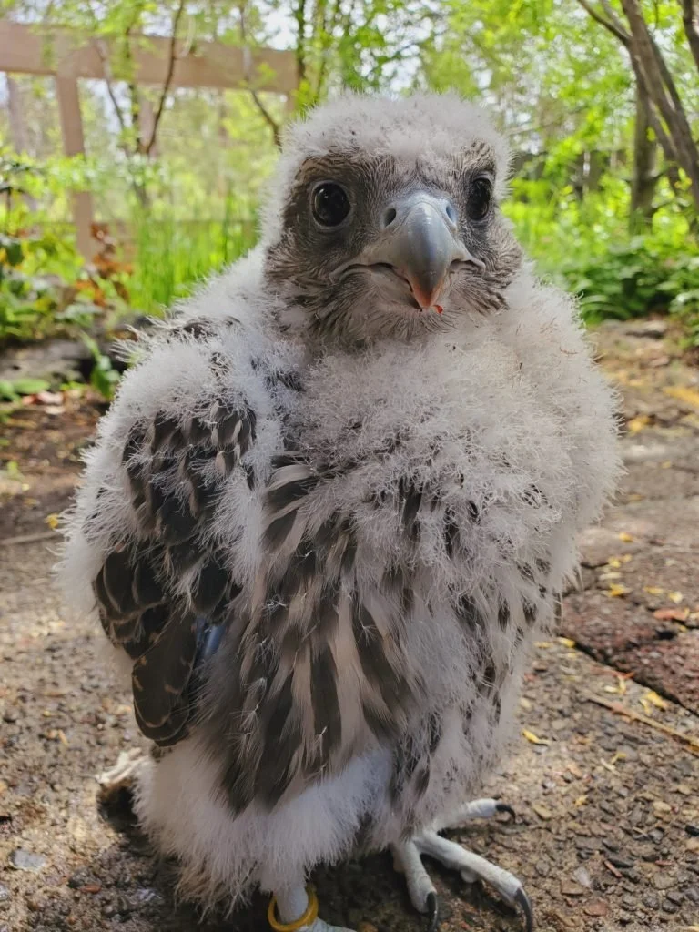 5 Weeks Old.jpg