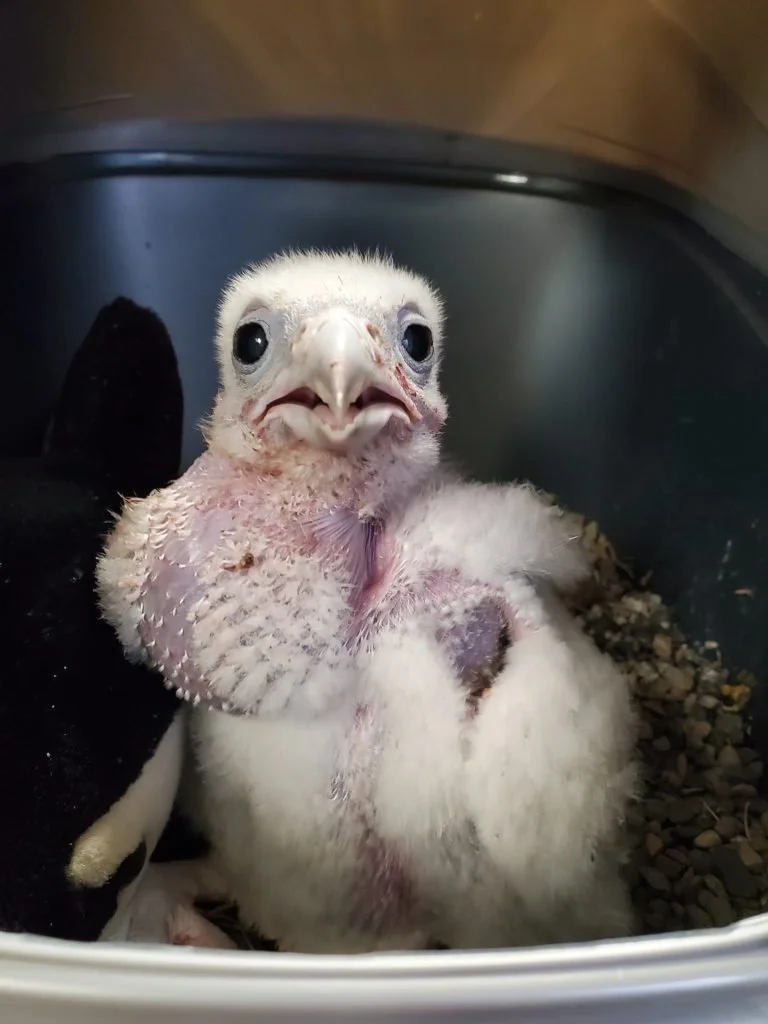 Three Weeks Old.jpg